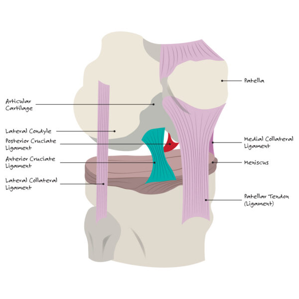 Knee Ligaments